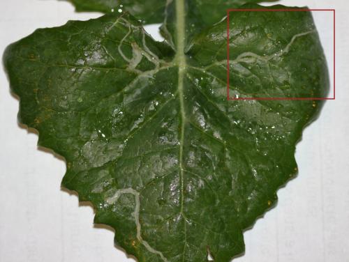 Réf. 342 091 : Phytomyza sp.